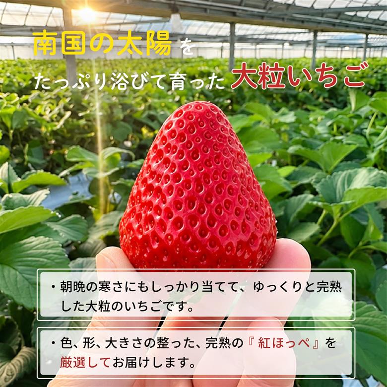 先行予約 いちご 苺 紅ほっぺ 贈答品 2パック：18～27粒 （2027年1月発送開始） | さちのか あきひめ 高級 厳選 こだわり 贅沢 贈り物 ギフト プレゼント 限定 お取り寄せ 旬 甘い 