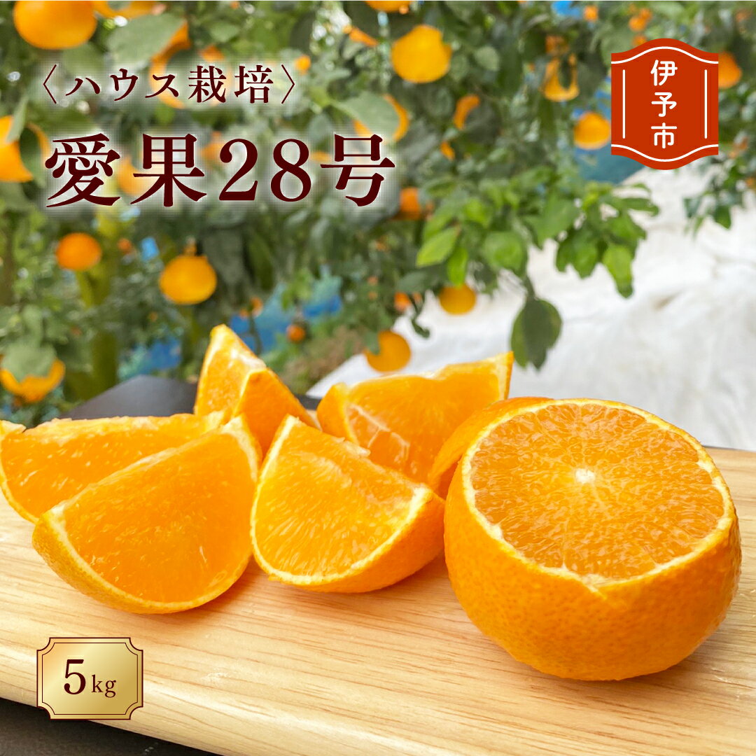 【ふるさと納税】みかん 愛媛 愛果28号（ハウス栽培）5kg 紅まどんなと同一品種 家庭用 サイズミックス 【2025年12月中旬から順次配送予定】 人気 数量限定 柑橘 伊予市｜B40