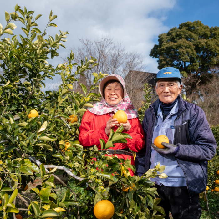 みかん 柑橘 【先行受付】【2026年2月以降発送】甘くてジューシー！瀬戸内さぎしまのはるみ ＜約2.5kg＞ 広島 三原 佐木島 鷺島みかんじま みかん  017043