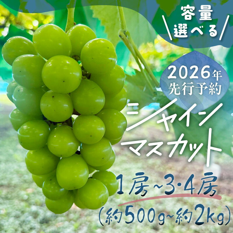 【ふるさと納税】【2026年先行予約】山梨県産 シャインマスカット｜1房（約500g）・1房（約700g）・2房（約1kg）・3〜4房（約2kg）から選べる 高糖度 大粒 種なし 甘い フルーツ 果物 葡萄 産地直送 送料無料