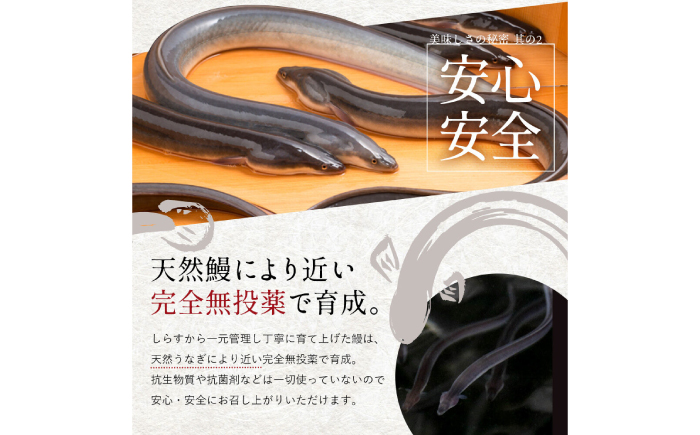 完全無投薬 仁淀川の伏流水で育てた贅沢うなぎ蒲焼き 大 (約200g×4尾) ギフトセット 池澤鮮魚 【池澤鮮魚オンラインショップ】 [ATBE022]
