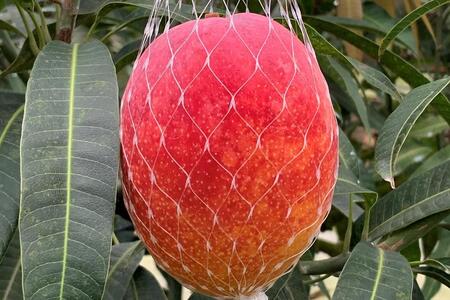 【2026年 先行予約】奄美完熟マンゴー 訳あり 家庭用 約1kg(2～3玉入り) 農家直送！