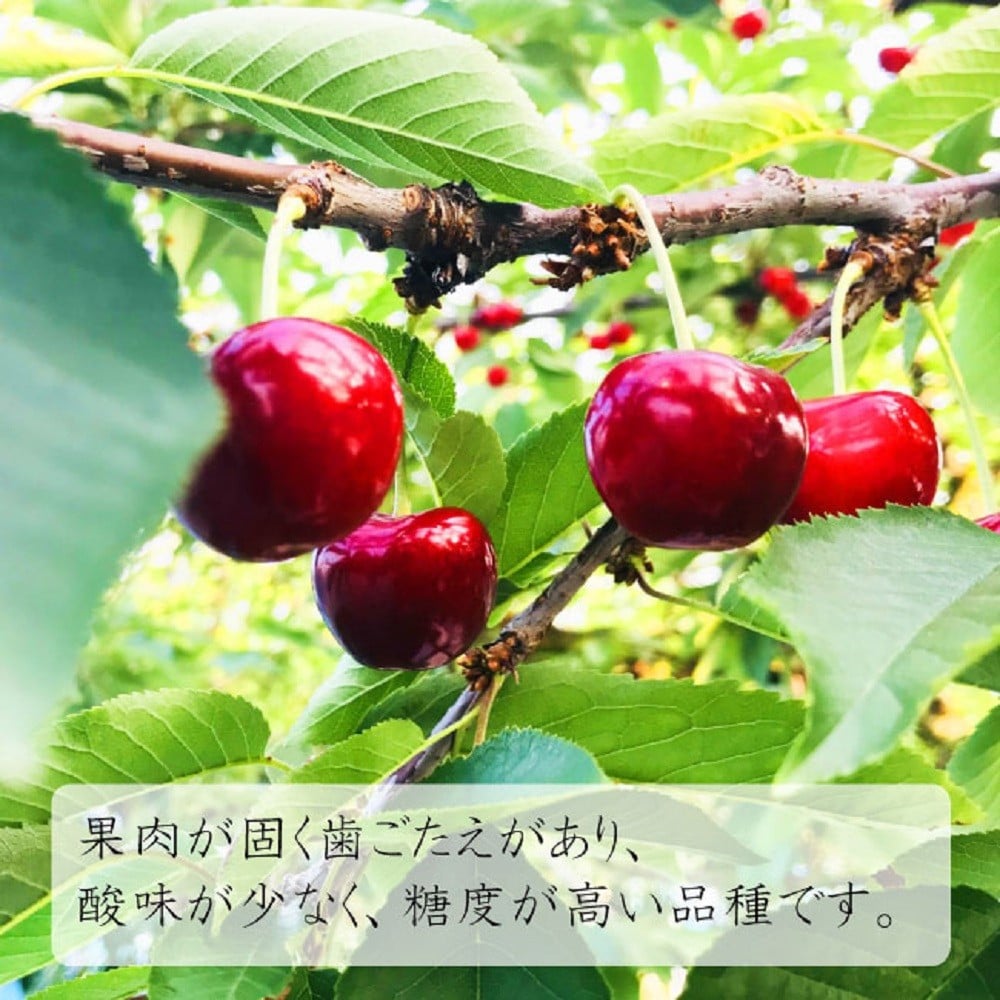 
            令和8年産【先行受付】山形県産さくらんぼ＜紅秀峰 秀品＞400g(200g×2P)　Lサイズ以上
          