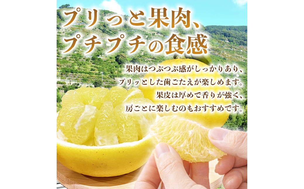 パール柑 約5kg