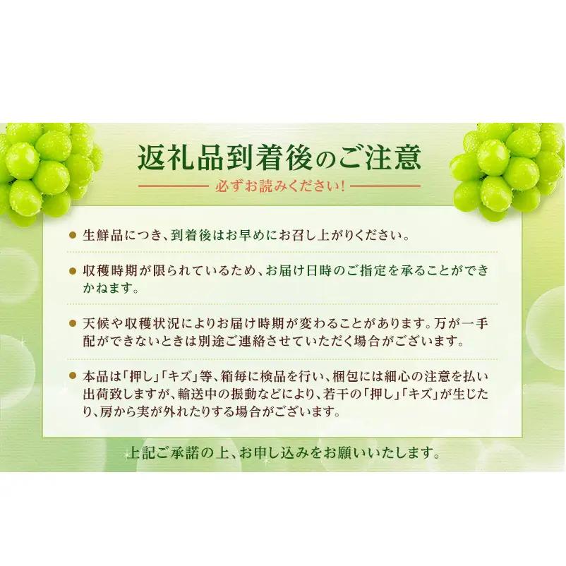 ぶどう 2026年 先行予約【2回定期便】 プレミアムシャインマスカット 晴王 2房 約1.4kg 人気 岡山県船穂産 赤秀品 種無し 皮ごと食べる みずみずしい9月10月お届け ハレノフルーツ