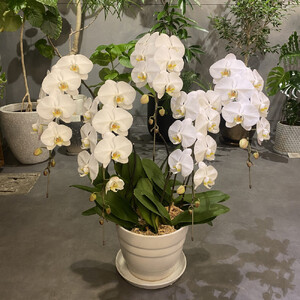 胡蝶蘭大輪5本立ち（1本につき10〜13輪蕾込）
