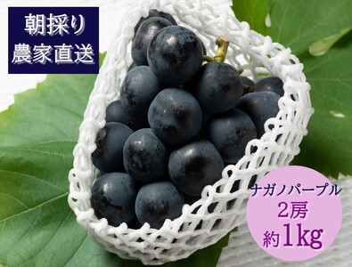 【2026年発送分先行予約】ナガノパープル　2房（約1㎏）　8月下旬発送　広島　農家直送・新鮮朝採り　【配送不可：離島】【※お届け日指定不可】