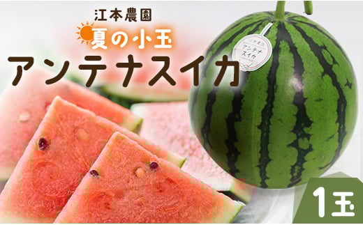 
            【7月中に配送】スイカ 小玉 甘い 約2kg 糖度14度前後 1玉 西瓜 江本農園 夏の小玉アンテナスイカ - すいか 期間限定 ギフト 減農薬 高糖度 立体栽培 すいか 西瓜 果物 くだもの フルーツ デザート em-0028
          