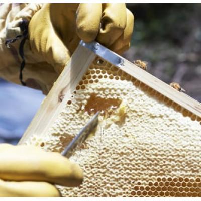 ふるさと納税 和泉市 和泉市産純粋はちみつ いずみつ 180g |  | 02