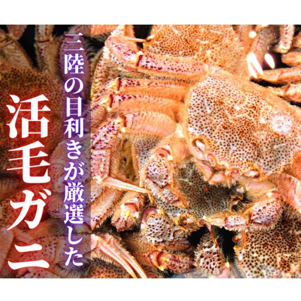 【令和8年発送】三陸産 三陸活毛ガニ 400g×2杯【2026年3月～4月発送】【05】
