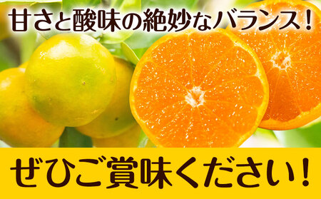【先行予約】秀品 贈答用 ゆら 早生みかん 約 5kg (2S～2Lサイズ)  みかん