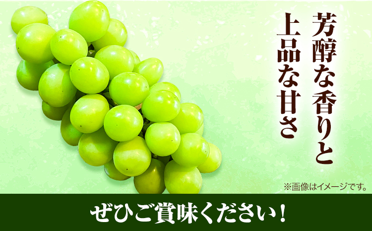 岡山県産マスカット（マスカット オブ アレキサンドリア　1房750g以上）令和7年産先行受付《7月上旬-8月中旬頃出荷》【配送不可地域あり】---H-27a---