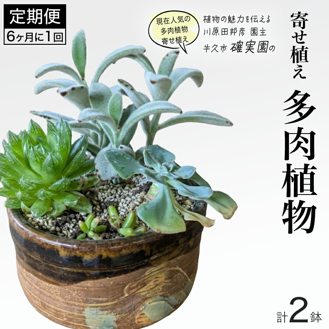 【ふるさと納税】寄せ植え 多肉植物 【 半年に1回お届け（全2回お届け）】 植物 観葉植物 インテリア 多肉 定期便