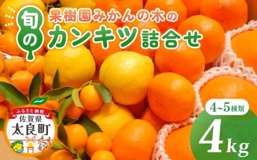 M103 果樹園みかんの木の旬のカンキツ詰合せ　約4kg 4～5種類 みかん 詰め合わせ 柑橘類 柑橘 いよかん ポンカン みかん フルーツ くだもの 果物 佐賀県 太良町