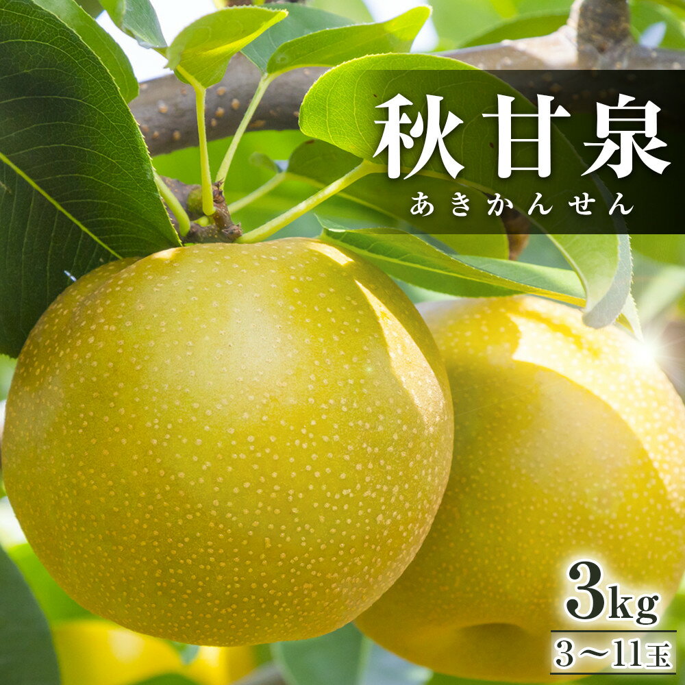 【ふるさと納税】294.【先行予約】秋甘泉　3kg前後（3～11玉前後）◇　※2025年9月中旬～9月下旬頃に順次発送予定