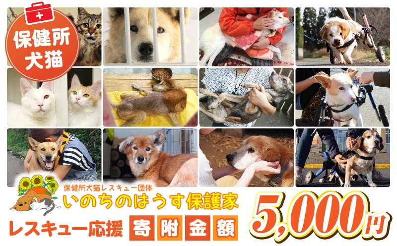 保健所犬猫レスキュー【返礼品なしのご寄附】_a0621_in