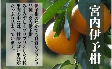 【宮内伊予柑】良品 約 5kg ＜2024年2月から3月中旬頃発送＞【PT008_x】