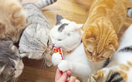 いなば ちゅ～る バラエティセット 160本 セット CIAO チャオ ちゅーる キャットフード 猫 ねこ おやつ ペットフード ペット用品 ペット 静岡県 静岡◆