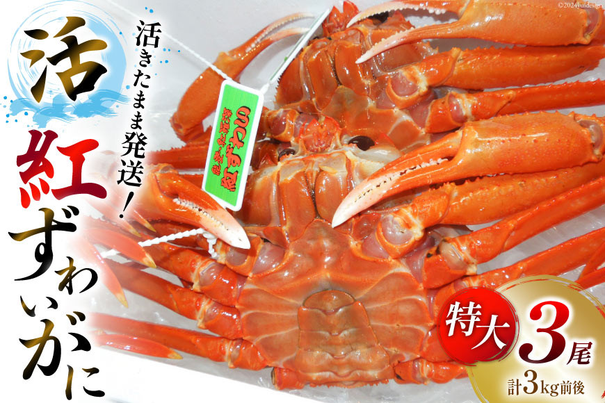 
                  【能登半島 漁協直送】 活紅ズワイガニ (特大サイズ) 3尾（合計３kg前後） [JF西海 石川県 志賀町 AM4222] 蟹 カニ かに ズワイガニ ずわいがに 
                
