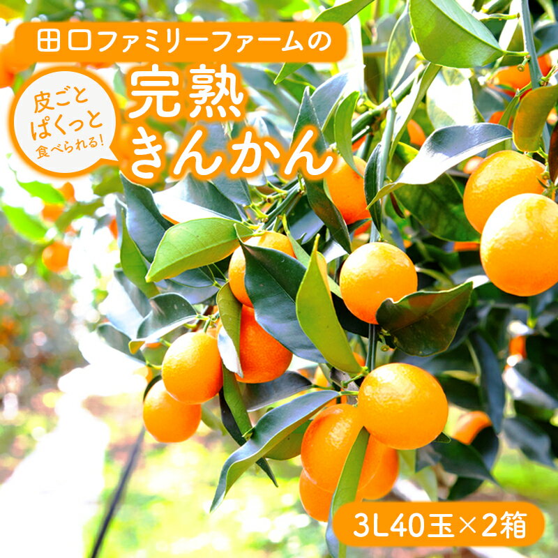 【ふるさと納税】完熟きんかん 皮ごと ぱくっと 3L 40玉 2箱 2月 発送 開始 キンカン 果物 フルーツ 柑橘 国産 田口ファミリーファーム お取り寄せ 美味しい 国産 お取り寄せフルーツ 贈答用 プレゼント ギフト 宮崎県 延岡市 送料無料