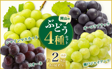 岡山県産シャインマスカット＆ピオーネ＆オーロラブラック＆瀬戸ジャイアンツ4種セット 約2kg