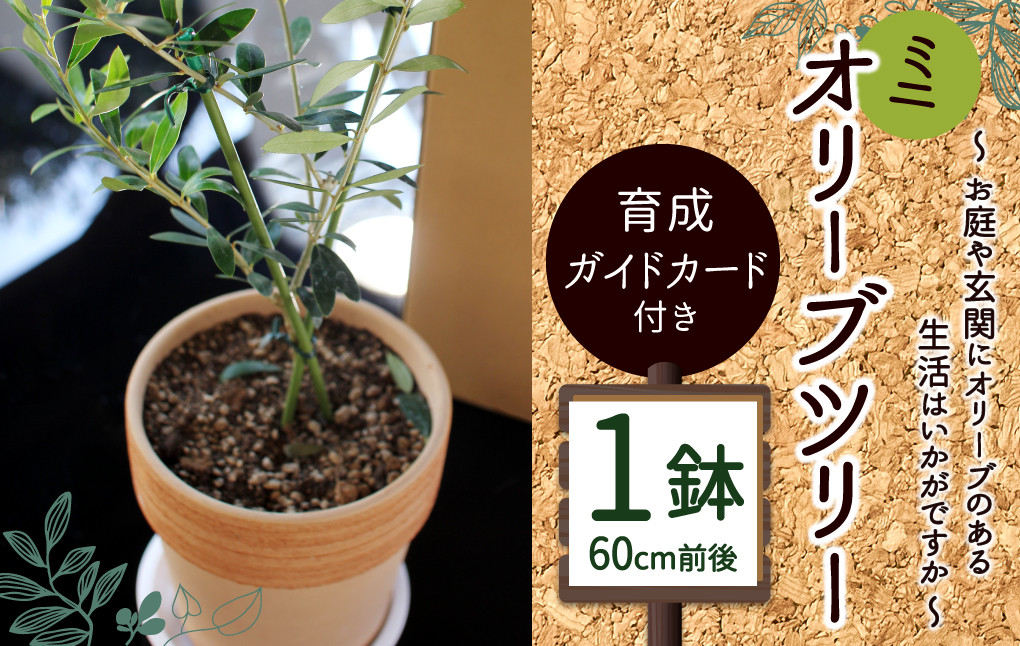 
                  ミニ オリーブツリー 1鉢 育成ガイドカード付き オリーブ 園芸 お祝い
                