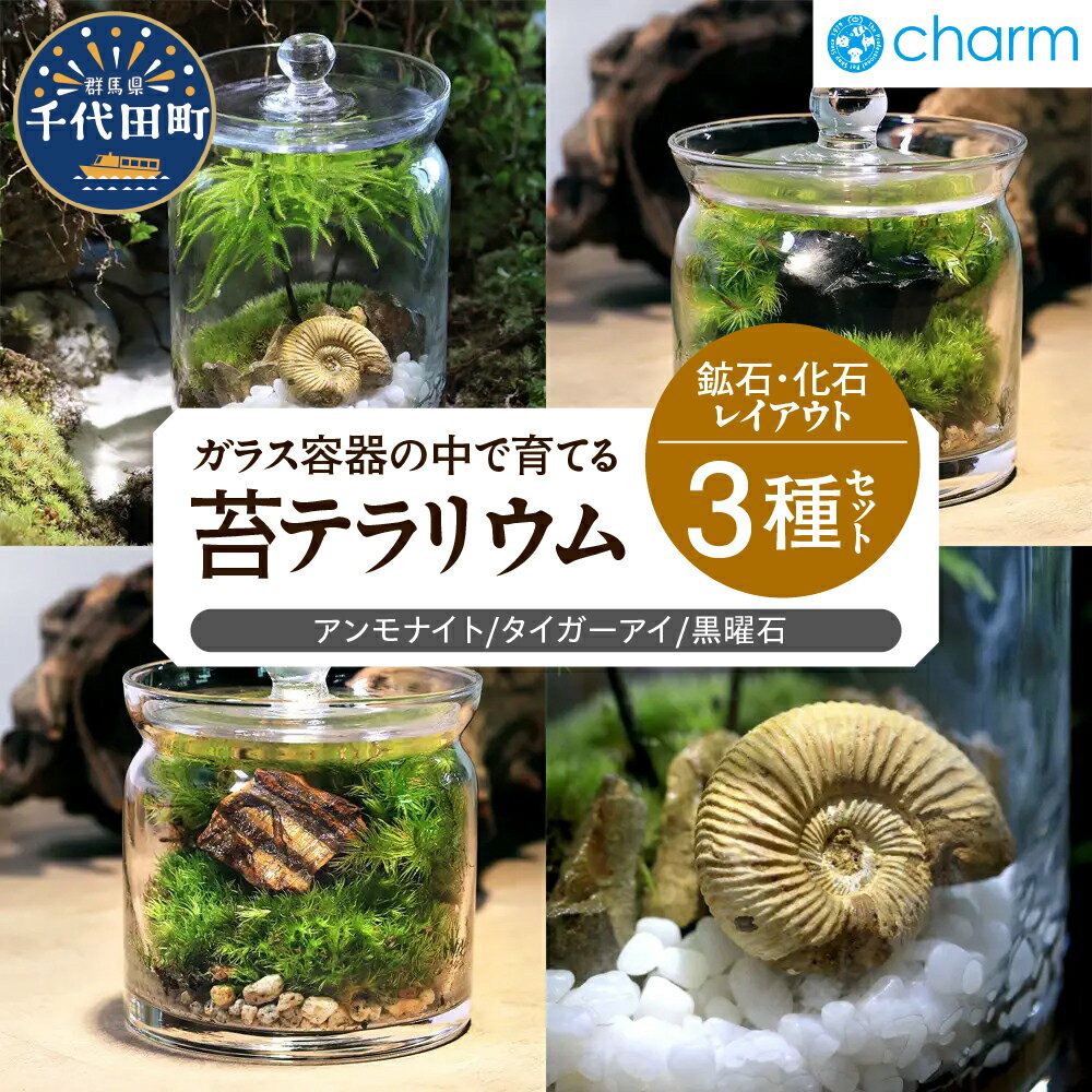 【ふるさと納税】苔テラリウム 鉱石 化石 レイアウト 3種セット アンモナイト タイガーアイ 黒曜石 群馬県千代田町 インテリア ナチュラル 植物 リラクゼーション 室内栽培 プレゼント ギフト 贈答用 送料無料 趣味 人気 オススメ 初心者 玄関 キッチン 株式会社チャーム