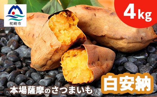 
                  本場鹿児島さつまいも ＜白安納＞4kg　2026年10月上旬より発Z0-14_ サツマイモ 人気品種 鹿児島県 さつま芋 焼き芋 スイーツ 【1487870】
                