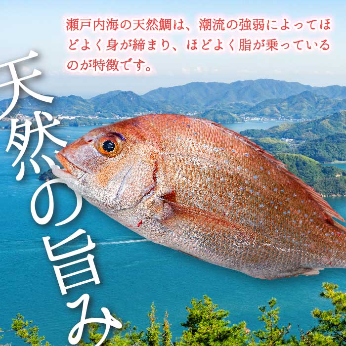 瀬戸内産 天然鯛 約2.5kg（500g×5匹/鱗・内臓処理） 鯛 天然鯛 真鯛 天然 鮮魚 下処理済 瀬戸内 広島県 三原市 154006