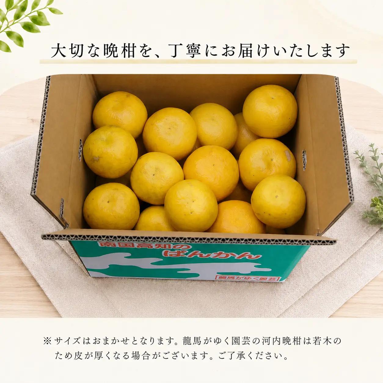 龍馬がゆく園芸の河内晩柑4.5kg（家庭用）