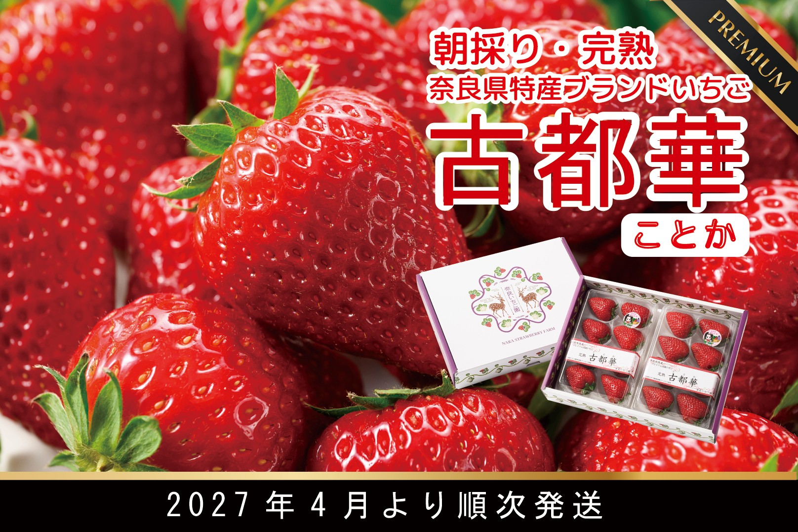
                  先行予約 数量限定 朝採り 古都華 完熟 4月より順次発送奈良県特産 朝採り高級ブランドいちご「古都華」 // いちご イチゴ 古都華 フルーツ 果物 旬 限定 ブランド 朝採り 完熟 いちご ことか イチゴ 先行予約 古都華 数量限定 古都華 甘い 先行受付 予約 贈答用 ギフト 化粧箱 大粒
                