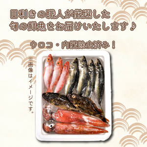 旬の 鮮魚 1.2kg～1.5kg フィレ 加工 処理済 (鮮魚鮮魚鮮魚鮮魚鮮魚鮮魚鮮魚鮮魚鮮魚鮮魚鮮魚鮮魚鮮魚鮮魚鮮魚鮮魚鮮魚鮮魚鮮魚鮮魚鮮魚鮮魚鮮魚鮮魚鮮魚鮮魚鮮魚鮮魚鮮魚鮮魚鮮魚鮮魚鮮魚鮮魚鮮魚