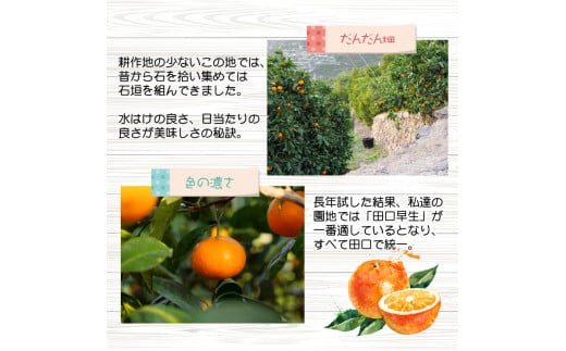 【ふるさと納税】有田 みかん 「木箱姫」 / 温州みかん 有田みかん 甘い 和歌山 柑橘 ※2026年11月上旬～翌年2月中旬頃に順次発送予定 【tkf004-p-32】