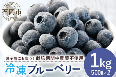 【 2026年 先行予約 】元気に育った ブルーベリー 1kg 冷凍 ( 500g 4パック ) 農薬 栽培期間中 不使用 果物 フルーツ 1キロ 手摘み 急速冷凍 国産 産地直送 農家直送 産直 夏 7月 以降 発送 くだもの スムージー ジャム ヨーグルト デザート 茨城 茨城県 石岡市 (A11-008)