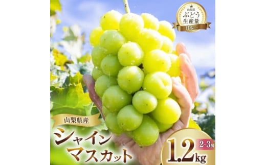 朝採れ シャインマスカット 1.2kg (2～3房) 山梨県山梨市 ＜2025年先行受付＞数量限定【1566262】