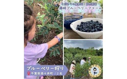 ブルーベリー狩りチケット ２名分 １時間食べ放題 千葉県酒々井町 自然栽培 国産ブルーベリー ブルーベリー