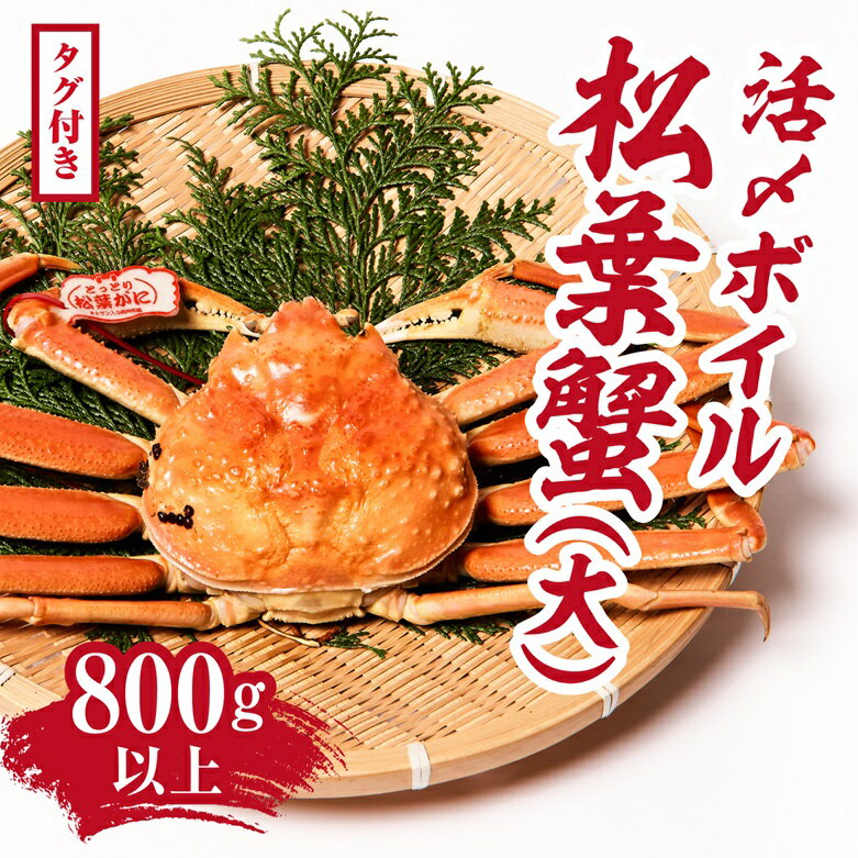 【ふるさと納税】【タグ付き】活〆ボイル松葉蟹(大) 800g以上 松葉ガニ 松葉がに カニ かに 境港 マルツ 冷蔵 鳥取県日野町