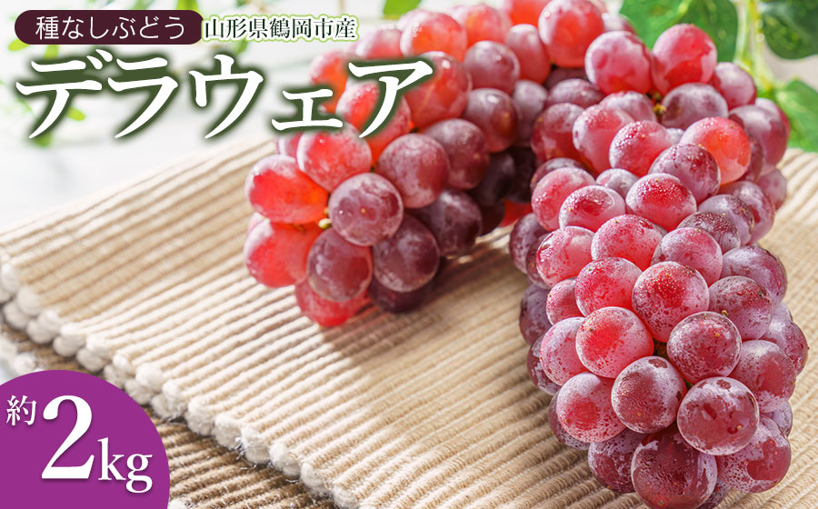 【令和8年産先行予約】鶴岡市産ぶどう デラウェア 約2kg(10～16房)　K-834　JA庄内たがわ