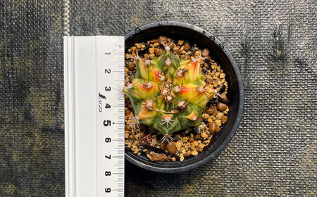 ギムノカリキウム ミハノビッチ 1株 Gymnocalycium mihanovichii 長与町/アグリューム[EAI222]