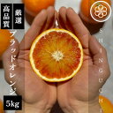 【ふるさと納税】【真っ赤な高級柑橘】新口農園厳選 ブラッドオレンジ 5kg【C70-18】【1470701】