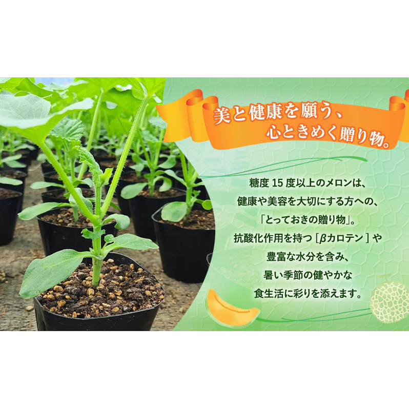 【令和8年産】富良野 高糖度 赤肉メロン 1玉 約1.8kg ～ 2.3kg うっちーfarm 北海道 メロン かみふらの フルーツ 上富良野_イメージ4