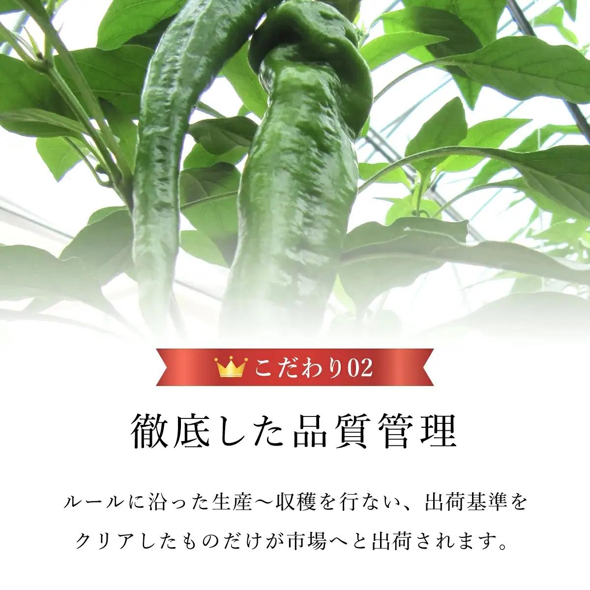 ＜2026年7月より順次発送予定＞ 万願寺甘とう 化粧箱入 秀品 計1.2kg 150g×8袋 京都丹の国農業協同組合