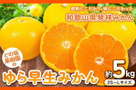 ＜先行予約＞ゆら早生みかん5kg(2S～Lサイズ) どの坂果樹園《2025年10月中旬-12月上旬頃出荷予定》 和歌山県 日高川町 みかん ゆら早生---wshg_dsk52_10c12j_24_10000_5kg---