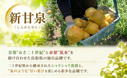 【2027年発送分先行受付】新甘泉(赤秀) 2.5kg
