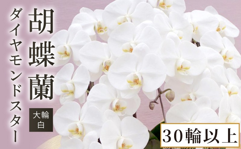 
            胡蝶蘭 大輪 白 ダイヤモンドスター 30輪 以上 蕾 含む 藤沢洋蘭 鉢植え 鉢花 ラン 観葉植物 花 hana 蘭 洋ラン 洋蘭 生花 お花 お祝い お供え コチョウラン こちょうらん 冠婚葬祭 新築 開店 祝 ギフト プレゼント 食べ物以外 贈答品 記念日 母の日 贈り物 母の日 誕生日 神奈川 湘南 藤沢
          