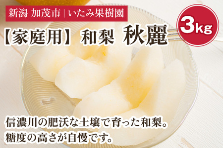 【2026年先行予約】【家庭用】新潟県産 秋麗梨 3kg（7～11玉）《8月中旬以降発送》 和梨 なし ナシ 果物 しゅうれい フルーツ 新潟県産 加茂市 いたみ果樹園 