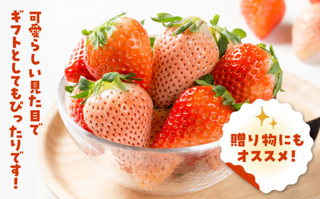 【先行予約】いちご 3品種 食べ比べセット【岸川農園】[IAP029]