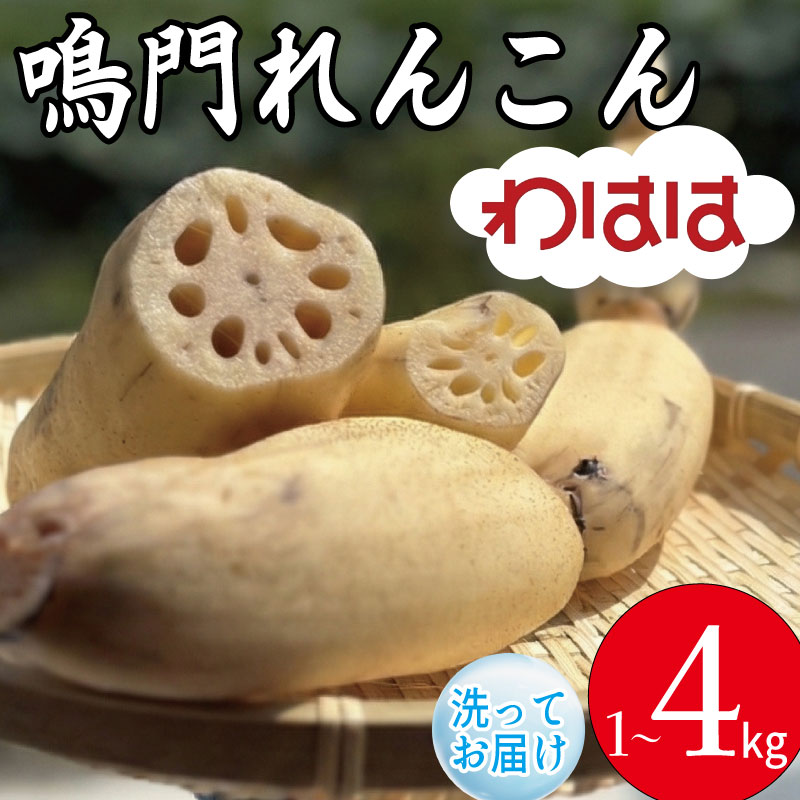 【ふるさと納税】 鳴門れんこん 1kg~4kg 洗いれんこん 蓮根 れんこん レンコン 手掘り 野菜 やさい 根菜 新鮮 産地直送 農家直送 国産 四国 鳴門市 徳島県