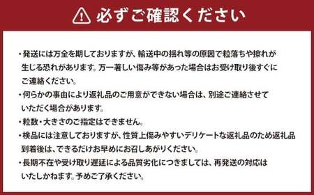 九州アルプスで育ち竹田市名水で実を付けた シャインマスカット 2房  （ 約300 ～ 約450g × 2房 ）【2026年9月上旬～10月上旬まで順次発送予定】