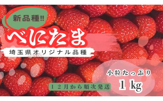 【新品種べにたま】朝採れ！いちごべにたま１kg  どらちゃん農園 人気 あまりん 小粒たっぷり 希少国産 埼玉県 川島町産 完熟いちご 期間限定
